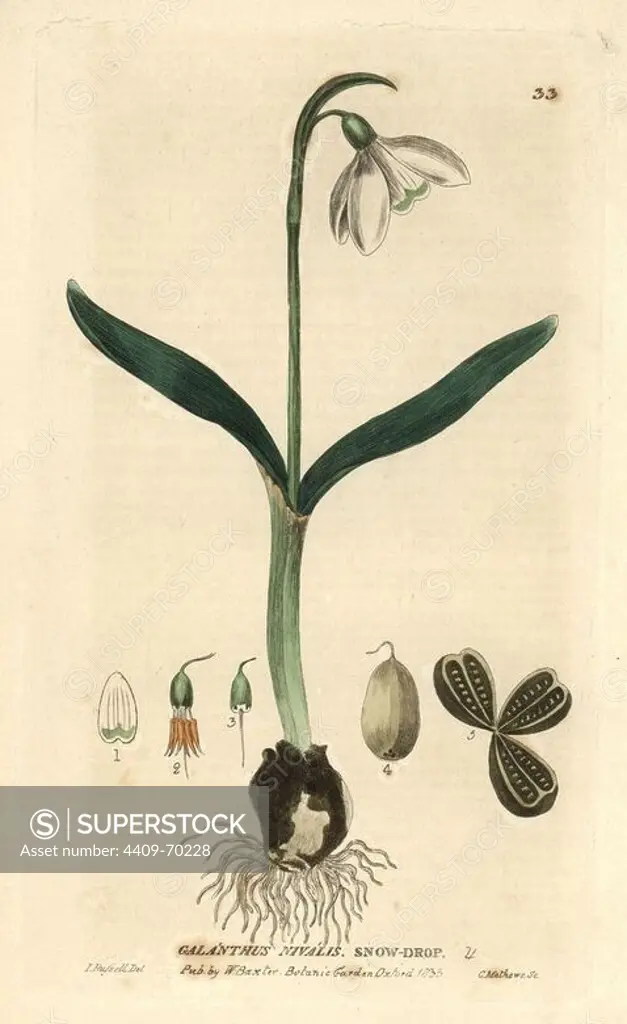 Snowdrop, Galanthus nivalis. Handcoloured copperplate engraving from a drawing by Isaac Russell from William Baxter's "British Phaenogamous Botany" 1834. Scotsman William Baxter (1788-1871) was the curator of the Oxford Botanic Garden from 1813 to 1854.