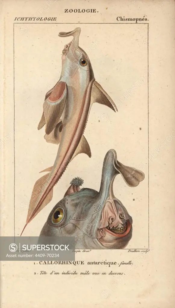 Elephant fish, Callorhinque antarctique, Callorhinchus callorynchus. Handcoloured copperplate stipple engraving from Jussieu's "Dictionnaire des Sciences Naturelles" 1816-1830. The volumes on fish and reptiles were edited by Hippolyte Cloquet, natural historian and doctor of medicine. Illustration by J.G. Pretre, engraved by Prudhon, directed by Turpin, and published by F. G. Levrault. Jean Gabriel Pretre (1780~1845) was painter of natural history at Empress Josephine's zoo and later became artist to the Museum of Natural History.