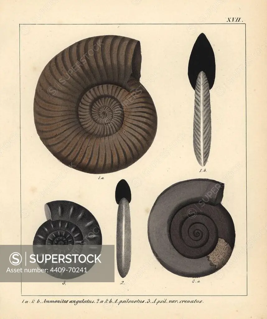 Fossils of extinct encephalopods: Ammonites angulatus, A. psilonotus and A. psilonotus var. crenatus. Handcoloured lithograph by an unknown artist from Dr. F.A. Schmidt's "Petrefactenbuch," published in Stuttgart, Germany, 1855 by Verlag von Krais & Hoffmann. Dr. Schmidt's "Book of Petrification" introduced fossils and palaeontology to both the specialist and general reader.