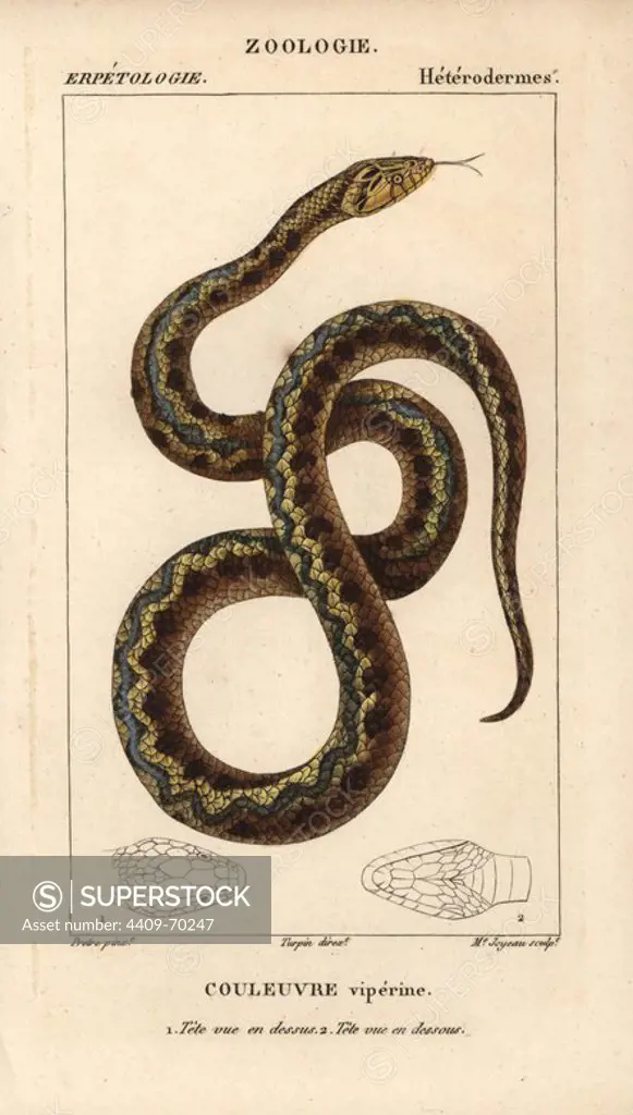 Viperine water snake, couleuvre viperine, Natrix maura. Handcoloured copperplate stipple engraving from Jussieu's "Dictionnaire des Sciences Naturelles" 1816-1830. The volumes on fish and reptiles were edited by Hippolyte Cloquet, natural historian and doctor of medicine. Illustration by J.G. Pretre, engraved by Madame Joyeau, directed by Turpin, and published by F. G. Levrault. Jean Gabriel Pretre (1780~1845) was painter of natural history at Empress Josephine's zoo and later became artist to the Museum of Natural History.