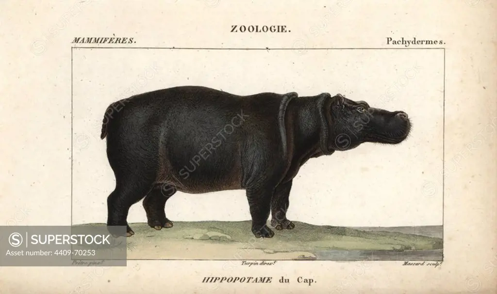 Cape hippopotamus, Hippopotamus amphibius capensis. Handcoloured copperplate stipple engraving from Frederic Cuvier's "Dictionary of Natural Science: Mammals," Paris, France, 1816. Illustration by J. G. Pretre, engraved by Massard, directed by Pierre Jean-Francois Turpin, and published by F.G. Levrault. Jean Gabriel Pretre (1780~1845) was painter of natural history at Empress Josephine's zoo and later became artist to the Museum of Natural History. Turpin (1775-1840) is considered one of the greatest French botanical illustrators of the 19th century.