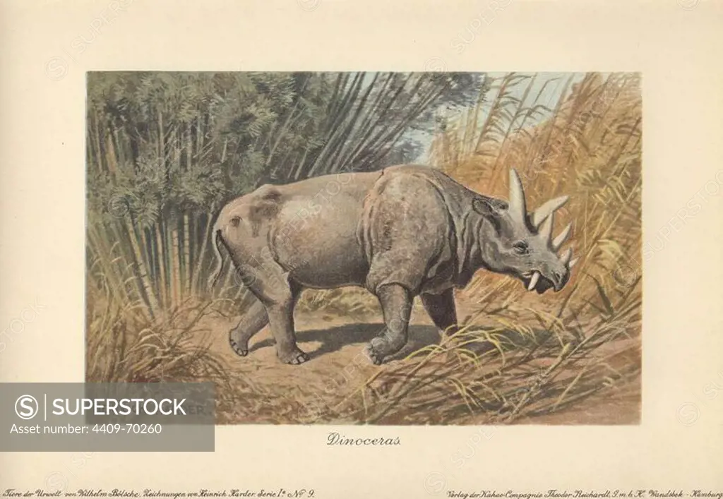 Dinocerata ("terrible horned") are extinct herbivorous, rhinoceros-like hoofed creatures with paired horns and tusks.. Colour printed illustration by Heinrich Harder from "Tiere der Urwelt" Animals of the Prehistoric World, 1916, Hamburg. Heinrich Harder (1858-1935) was a German landscape artist and book illustrator. From a series of prehistoric creature cards published by the Reichardt Cocoa company. Natural historian Wilhelm Bolsche wrote the descriptive text.