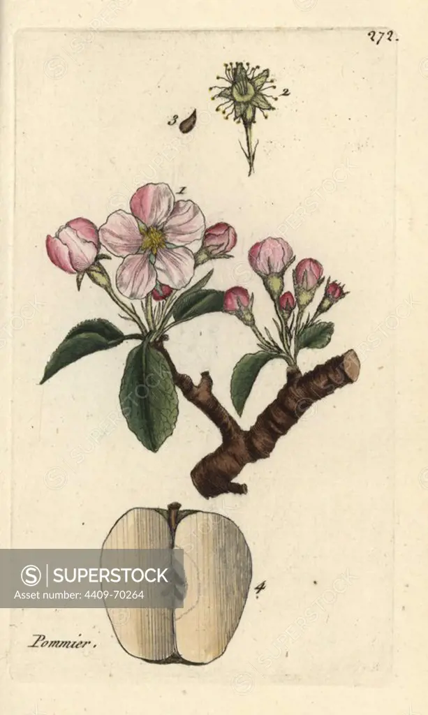 Apple, Pyrus malus. Handcoloured botanical drawn and engraved by Pierre Bulliard from his own "Flora Parisiensis," 1776, Paris, P. F. Didot. Pierre Bulliard (1752-1793) was a famous French botanist who pioneered the three-colour-plate printing technique. His introduction to the flowers of Paris included 640 plants.