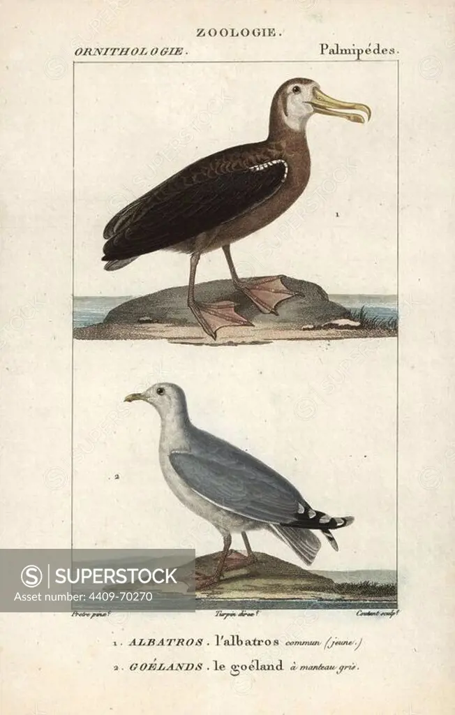 Wandering albatross, Diomedea exulans (vulnerable), and gull, Larus canus. Handcoloured copperplate stipple engraving from Dumont de Sainte-Croix's "Dictionary of Natural Science: Ornithology," Paris, France, 1816-1830. Illustration by J. G. Pretre, engraved by Coutant, directed by Pierre Jean-Francois Turpin, and published by F.G. Levrault. Jean Gabriel Pretre (1780~1845) was painter of natural history at Empress Josephine's zoo and later became artist to the Museum of Natural History. Turpin (1775-1840) is considered one of the greatest French botanical illustrators of the 19th century.
