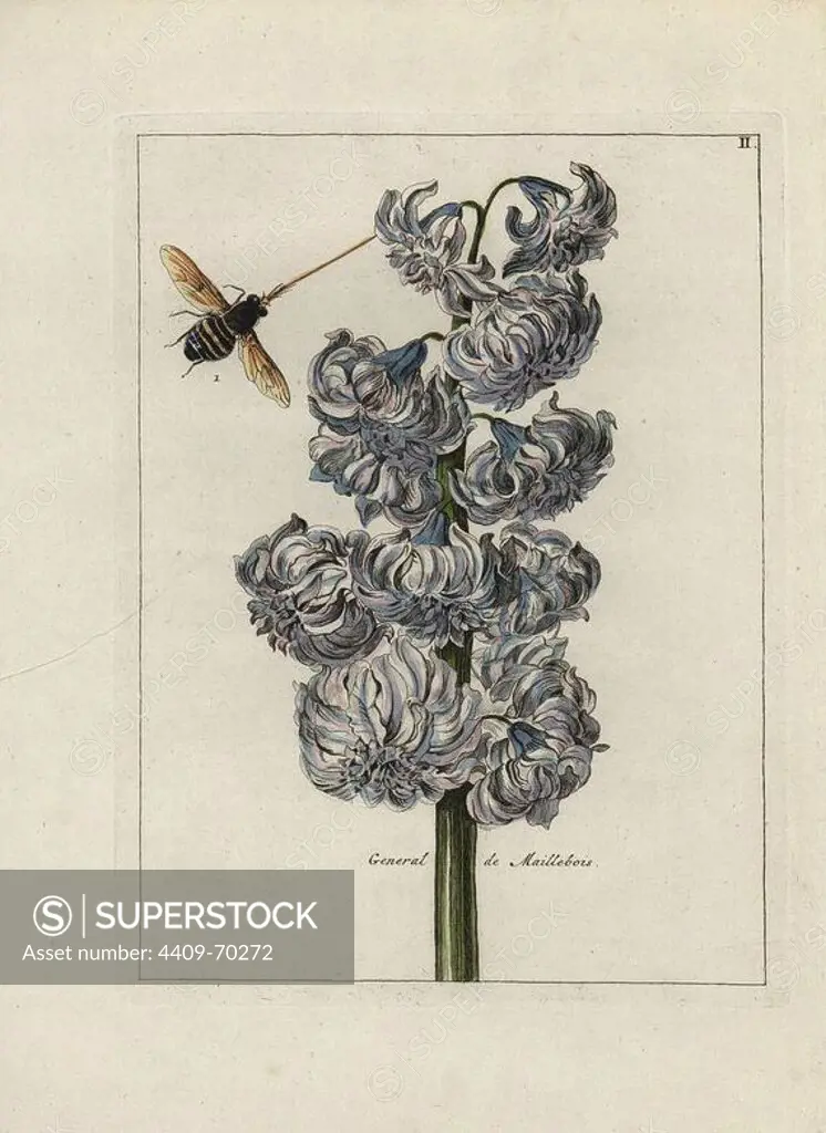 General de Maillebois hyacinth, Hyacinthus orientalis, with bee. Handcoloured copperplate botanical engraving from "Nederlandsch Bloemwerk" (Dutch Flower Arrangements), Amsterdam, J.B. Elwe, 1794. The artist of the fine plates is a mystery: the title bouquet has the signature of Paul Theodor van Brussel (1754-1795), the Dutch flower painter, and one auricula is "drawn from life" by A. Bres. According to Hunt, 30 plates show the influence of the famous French artist Nicolas Robert (1614-1685).