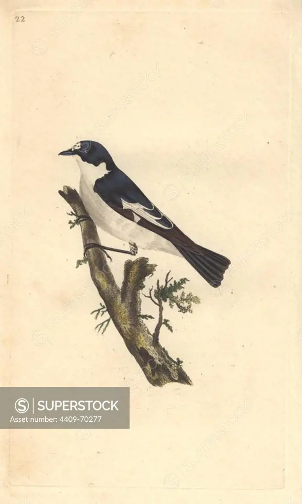 Pied flycatcher with striking black and white plumage perched on a tree branch.. Ficedula hypoleuca (Muscicapa atricapilla). Edward Donovan (1768-1837) was an Anglo-Irish amateur zoologist, writer, artist and engraver. He wrote and illustrated a series of volumes on birds, fish, shells and insects, opened his own museum of natural history in London, but later he fell on hard times and died penniless.. Handcolored copperplate engraving from Edward Donovan's "The Natural History of British Birds" (1794-1819).
