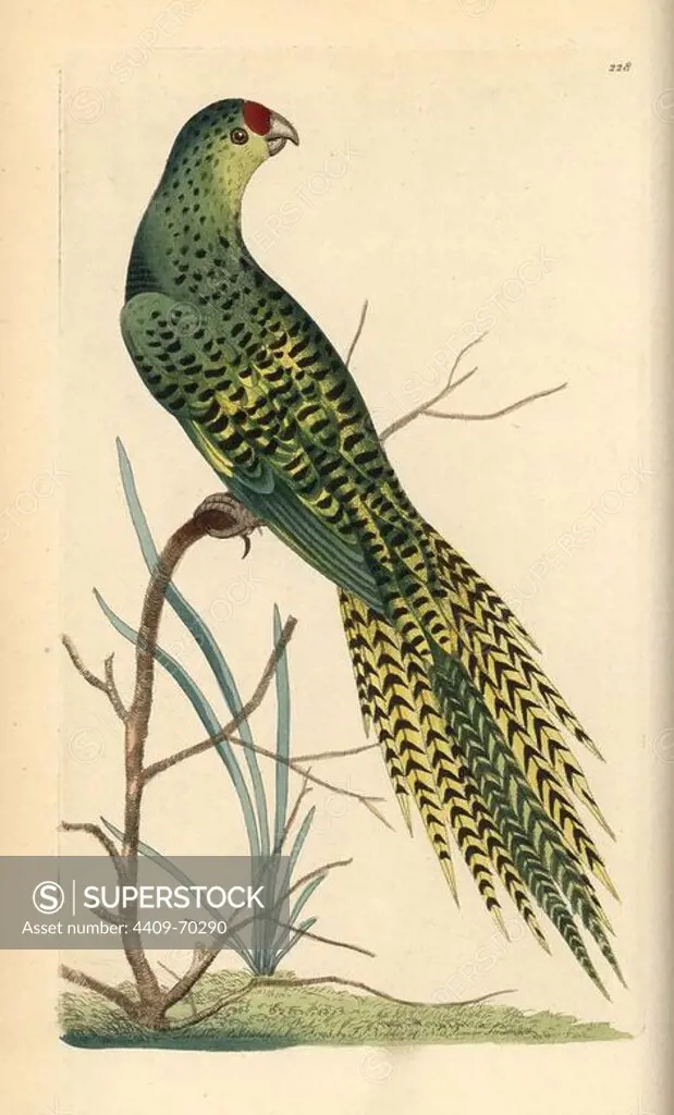 Ground parrot, Pezoporus wallicus. Illustration unsigned (George Shaw and Frederick Nodder). Handcolored copperplate engraving from George Shaw and Frederick Nodder's "The Naturalist's Miscellany" 1795.. Frederick Polydore Nodder (1751~1801) was a gifted natural history artist and engraver. Nodder honed his draftsmanship working on Captain Cook and Joseph Banks' Florilegium and engraving Sydney Parkinson's sketches of Australian plants. He was made "botanic painter to her majesty" Queen Charlotte in 1785. Nodder also drew the botanical studies in Thomas Martyn's Flora Rustica (1792) and 38 Plates (1799). Most of the 1,064 illustrations of animals, birds, insects, crustaceans, fishes, marine life and microscopic creatures for the Naturalist's Miscellany were drawn, engraved and published by Frederick Nodder's family. Frederick himself drew and engraved many of the copperplates until his death. His wife Elizabeth is credited as publisher on the volumes after 1801. Their son Richard Poly