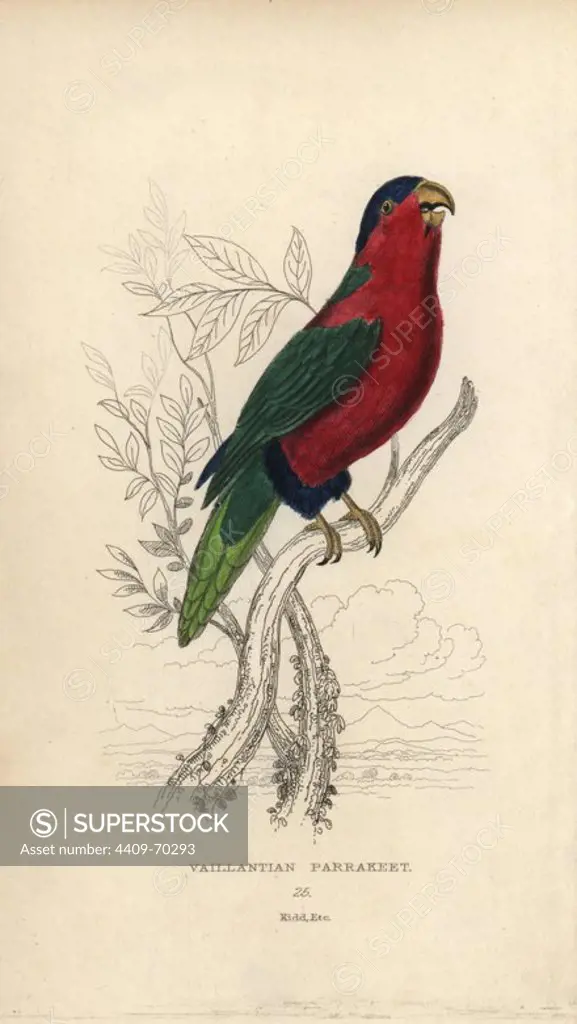 Collared lory, Phigys solitarius. Vaillantian parrakeet, Psittacus vaillantia. Hand-coloured steel engraving by Joseph Kidd (after la Perruche Phigy by Jacques Barraband) from Sir Thomas Dick Lauder and Captain Thomas Brown's "Miscellany of Natural History: Parrots," Edinburgh, 1833. The Miscellany was intended to be a multi-volume series, but was brought to an abrupt halt after only the second volume on cats when John Audubon complained about the unauthorized use of his illustrations.