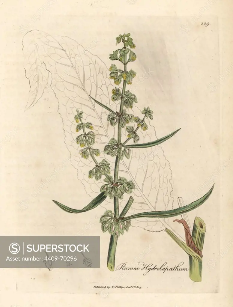 Great water dock, Rumex hydrolapathum. Handcoloured copperplate engraving from a botanical illustration by James Sowerby from William Woodville and Sir William Jackson Hooker's "Medical Botany," John Bohn, London, 1832. The tireless Sowerby (1757-1822) drew over 2, 500 plants for Smith's mammoth "English Botany" (1790-1814) and 440 mushrooms for "Coloured Figures of English Fungi " (1797) among many other works.