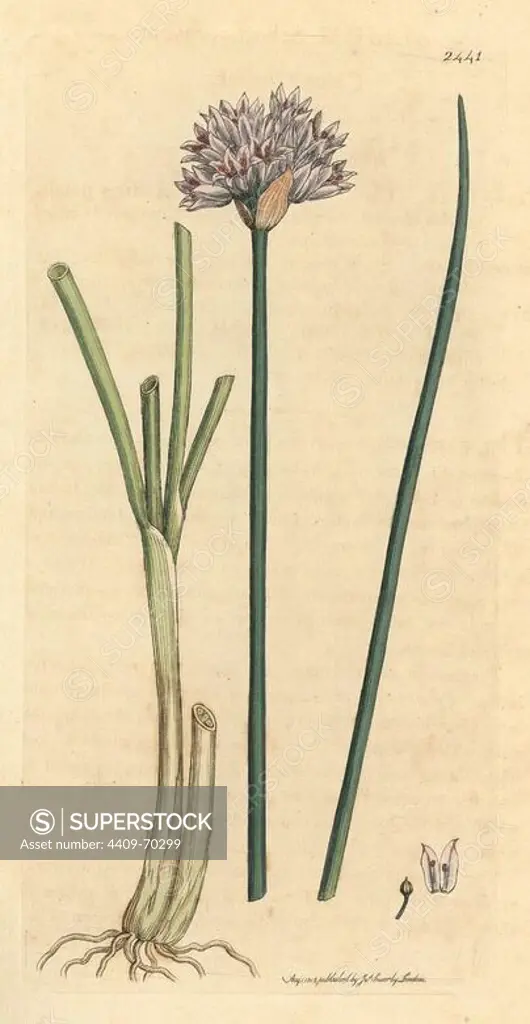 Chive garlic, chives, Allium schoenoprasum. Handcolored copperplate engraving from a botanical illustration by James Sowerby from James Smith's mammoth "English Botany" (1790-1814). The tireless Sowerby (1757-1822) drew over 2,500 plants for Smith, 440 mushrooms for "Coloured Figures of English Fungi " (1797) among many other works.