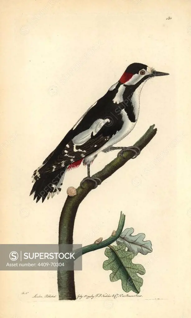 Great spotted woodpecker, Dendrocopos major. Illustration signed RN (Richard Nodder).. Handcolored copperplate engraving from George Shaw and Frederick Nodder's "The Naturalist's Miscellany" 1794.. Frederick Polydore Nodder (1751~1801) was a gifted natural history artist and engraver. Nodder honed his draftsmanship working on Captain Cook and Joseph Banks' Florilegium and engraving Sydney Parkinson's sketches of Australian plants. He was made "botanic painter to her majesty" Queen Charlotte in 1785. Nodder also drew the botanical studies in Thomas Martyn's Flora Rustica (1792) and 38 Plates (1799). Most of the 1,064 illustrations of animals, birds, insects, crustaceans, fishes, marine life and microscopic creatures for the Naturalist's Miscellany were drawn, engraved and published by Frederick Nodder's family. Frederick himself drew and engraved many of the copperplates until his death. His wife Elizabeth is credited as publisher on the volumes after 1801. Their son Richard Polydore (