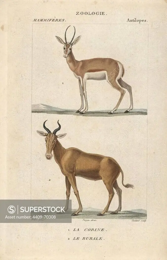 Corine antelope, Antelope corinna, and extinct Bubal Hartebeest, Alcelaphus buselaphus buselaphus. Handcoloured copperplate stipple engraving from Frederic Cuvier's "Dictionary of Natural Science: Mammals," Paris, France, 1816. Illustration by J. G. Pretre, engraved by Coutant, directed by Pierre Jean-Francois Turpin, and published by F.G. Levrault. Jean Gabriel Pretre (1780~1845) was painter of natural history at Empress Josephine's zoo and later became artist to the Museum of Natural History. Turpin (1775-1840) is considered one of the greatest French botanical illustrators of the 19th century.