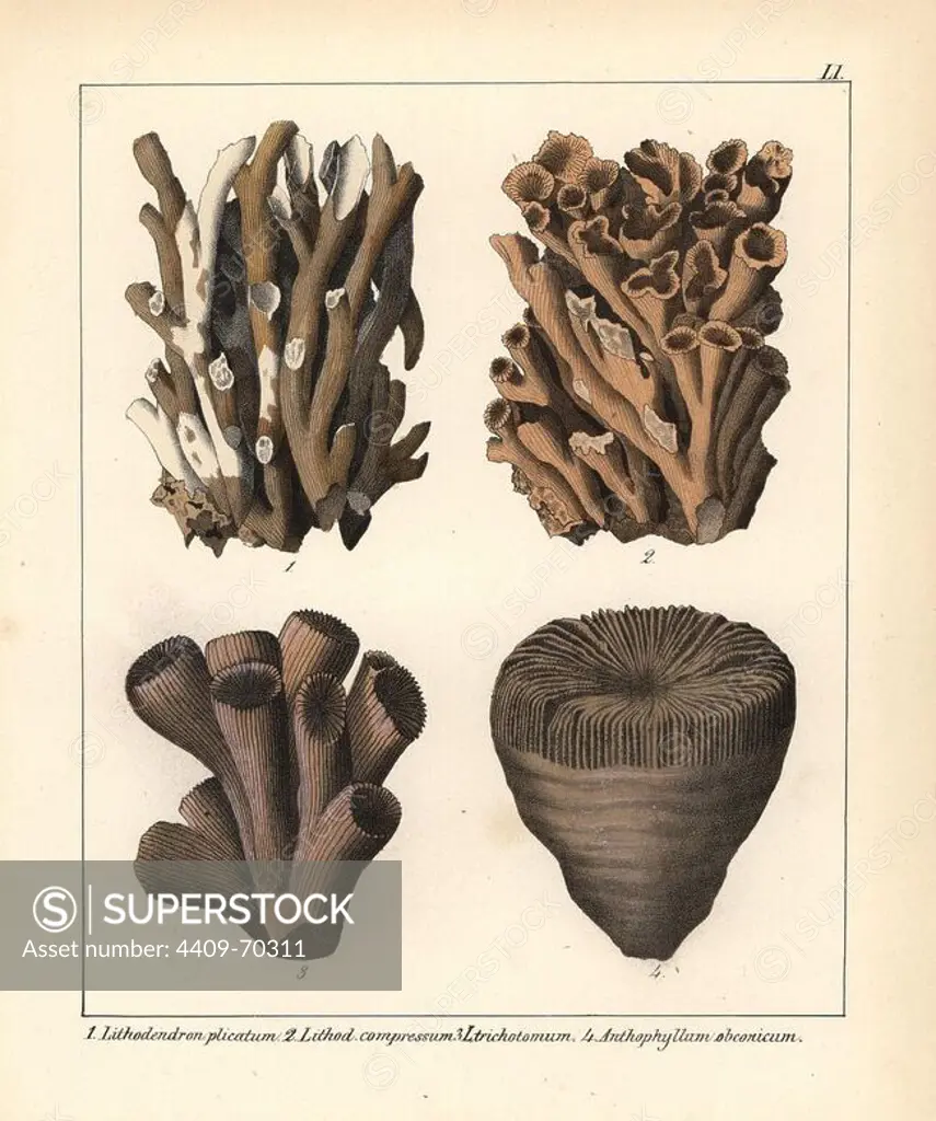 Stony coral fossils: Lithodendron plicatum, L. compressum, L. trichotomum and Anthophyllum obconicum. Handcoloured lithograph by an unknown artist from Dr. F.A. Schmidt's "Petrefactenbuch," published in Stuttgart, Germany, 1855 by Verlag von Krais & Hoffmann. Dr. Schmidt's "Book of Petrification" introduced fossils and palaeontology to both the specialist and general reader.