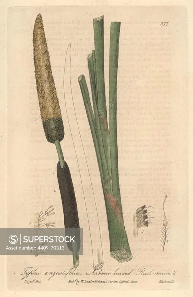 Narrow-leaved reed mace, Typha angustifolia. Handcoloured copperplate engraved by Charles Mathews from a drawing by Isaac Russell from William Baxter's "British Phaenogamous Botany," Oxford, 1840. Scotsman William Baxter (1788-1871) was the curator of the Oxford Botanic Garden from 1813 to 1854.