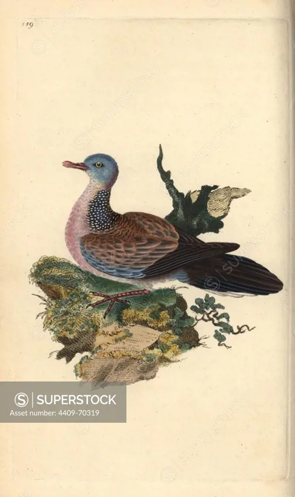 Spotted dove or pancou, Spilopelia chinensis. Handcoloured copperplate drawn and engraved by Edward Donovan from his own "Natural History of British Birds," London, 1794-1819. Edward Donovan (1768-1837) was an Anglo-Irish amateur zoologist, writer, artist and engraver. He wrote and illustrated a series of volumes on birds, fish, shells and insects, opened his own museum of natural history in London, but later he fell on hard times and died penniless.