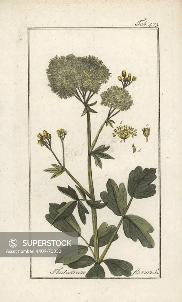 Meadow rue, Thalictrum flavum. Handcoloured copperplate botanical engraving from Johannes Zorn's "Afbeelding der Artseny-Gewassen," Jan Christiaan Sepp, Amsterdam, 1796. Zorn first published his illustrated medical botany in Nurnberg in 1780 with 500 plates, and a Dutch edition followed in 1796 published by J.C. Sepp with an additional 100 plates. Zorn (1739-1799) was a German pharmacist and botanist who collected medical plants from all over Europe for his "Icones plantarum medicinalium" for apothecaries and doctors.