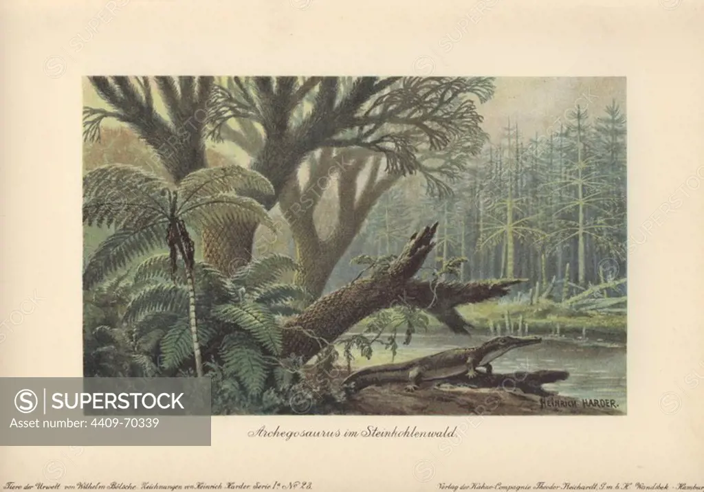 An archegosaurus by a river bank in a tropical primordial jungle of ferns and pines. Archegosaurus is a genus of amphibian which lived during the Asselian to Wuchiapingian ages of the Permian era. Extinct. Colour printed illustration by Heinrich Harder from "Tiere der Urwelt" Animals of the Prehistoric World, 1916, Hamburg. Heinrich Harder (1858-1935) was a German landscape artist and book illustrator. From a series of prehistoric creature cards published by the Reichardt Cocoa company. Natural historian Wilhelm Bolsche wrote the descriptive text.
