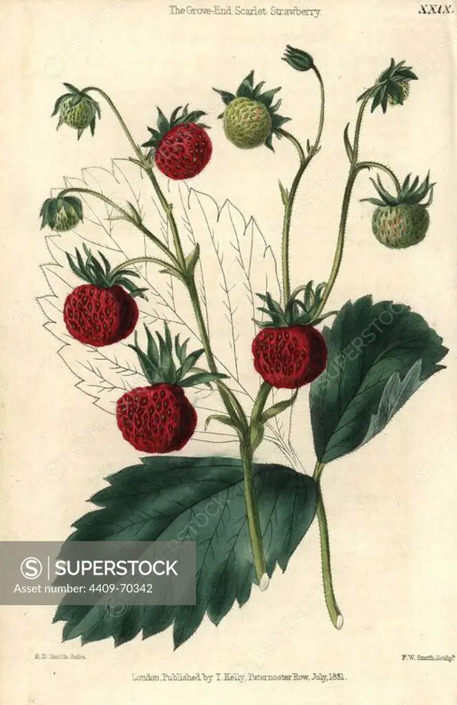 Ripe and green fruit of the Grove End Scarlet Strawberry, Fragaria x ananassa. Hand-colored illustration by Edwin Dalton Smith engraved by F.W. Smith from Charles McIntosh's "Flora and Pomona" 1829. McIntosh (1794-1864) was a Scottish gardener to European aristocracy and royalty, and author of many book on gardening. E.D. Smith was a botanical artist who drew for Robert Sweet, Benjamin Maund, etc.