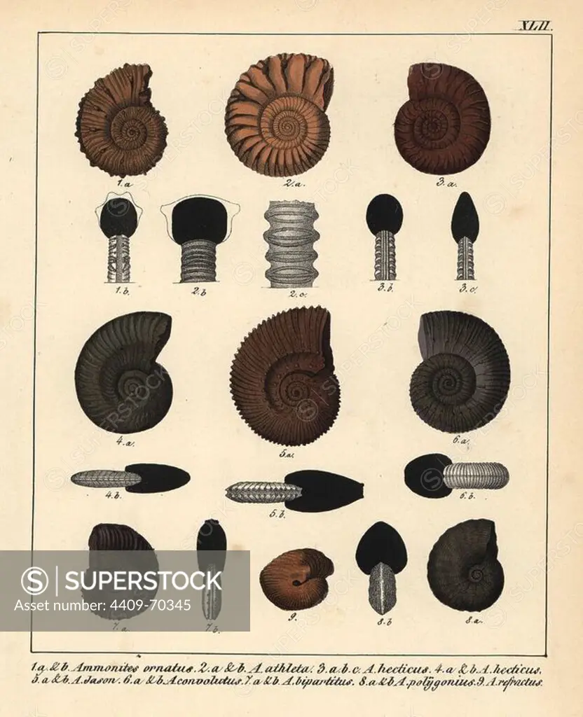 Ammonites ornatus, A. athleta, A. hecticus, A. Jason, A. convolutus, A. bipartitus, A. polygonius and A. refractus. Handcoloured lithograph by an unknown artist from Dr. F.A. Schmidt's "Petrefactenbuch," published in Stuttgart, Germany, 1855 by Verlag von Krais & Hoffmann. Dr. Schmidt's "Book of Petrification" introduced fossils and palaeontology to both the specialist and general reader.