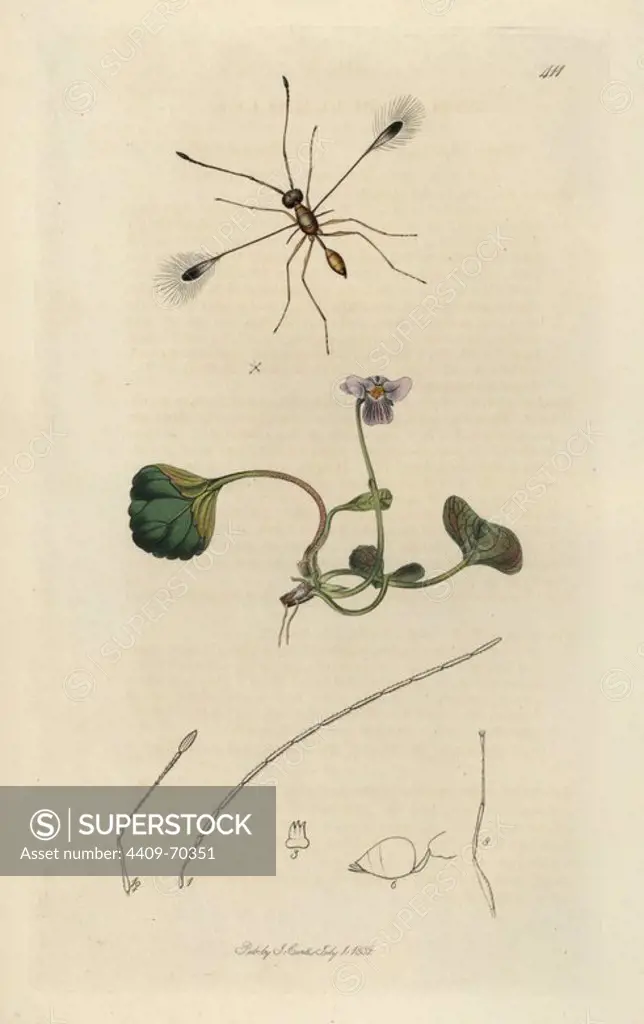 Fairy fly, Mymar pulchellus, and a marsh violet, Viola palustris. Handcoloured copperplate drawn and engraved by John Curtis for his own "British Entomology, being Illustrations and Descriptions of the Genera of Insects found in Great Britain and Ireland," London, 1834. Curtis (17911862) was an entomologist, illustrator, engraver and publisher. "British Entomology" was published from 1824 to 1839, and comprised 770 illustrations of insects and the plants upon which they are found.