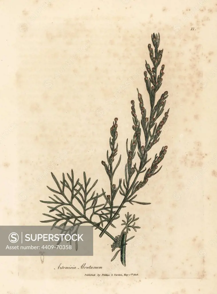 Southernwood, Artemisia abrotanum. Handcoloured copperplate engraving from a botanical illustration by James Sowerby from William Woodville and Sir William Jackson Hooker's "Medical Botany," John Bohn, London, 1832. The tireless Sowerby (1757-1822) drew over 2, 500 plants for Smith's mammoth "English Botany" (1790-1814) and 440 mushrooms for "Coloured Figures of English Fungi " (1797) among many other works.