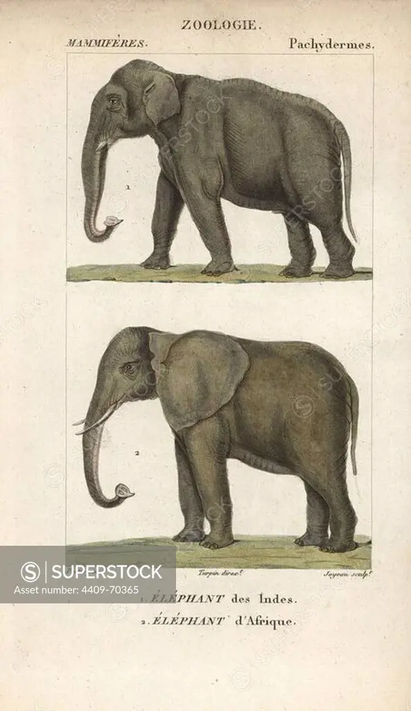 Indian elephant, Elephas maximus indicus (endangered), and African African bush or savanna elephant, Loxodonta africana (vulnerable). Handcoloured copperplate stipple engraving from Frederic Cuvier's "Dictionary of Natural Science: Mammals," Paris, France, 1816. Illustration by J. G. Pretre, engraved by Joyeau, directed by Pierre Jean-Francois Turpin, and published by F.G. Levrault. Jean Gabriel Pretre (1780~1845) was painter of natural history at Empress Josephine's zoo and later became artist to the Museum of Natural History. Turpin (1775-1840) is considered one of the greatest French botanical illustrators of the 19th century.