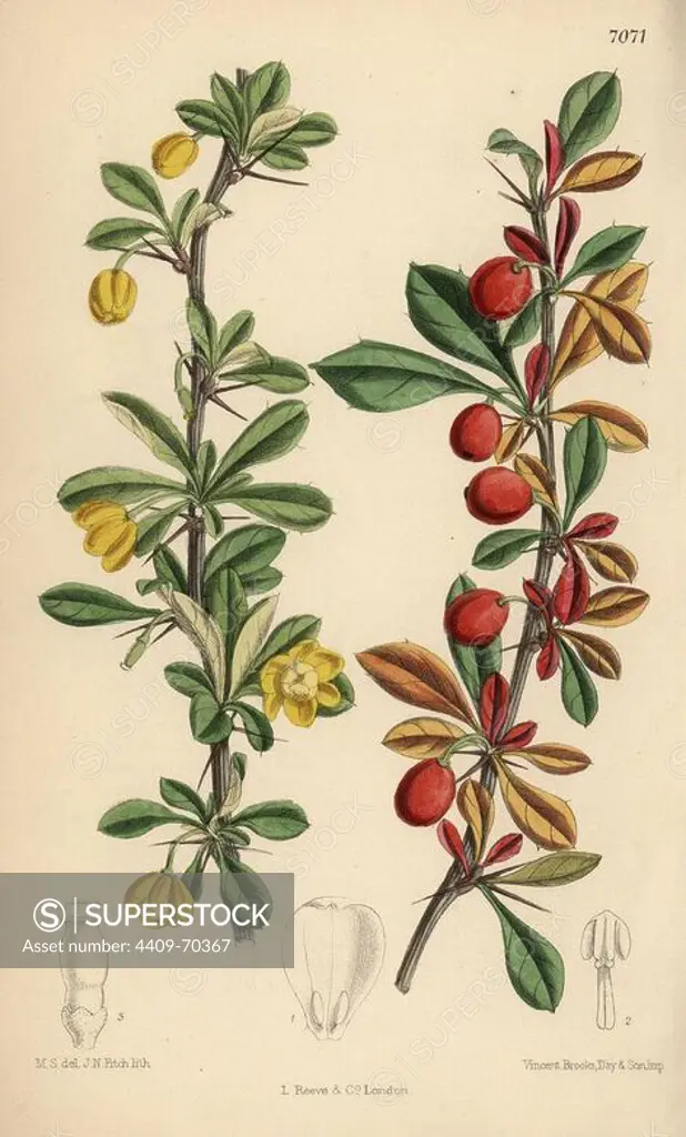 Berberis angulosa, yellow flowered shrub native to the Himalayas. Hand-coloured botanical illustration drawn by Matilda Smith and lithographed by J.N. Fitch from Joseph Dalton Hooker's "Curtis's Botanical Magazine," 1889, L. Reeve & Co. A second-cousin and pupil of Sir Joseph Dalton Hooker, Matilda Smith (1854-1926) was the main artist for the Botanical Magazine from 1887 until 1920 and contributed 2,300 illustrations.