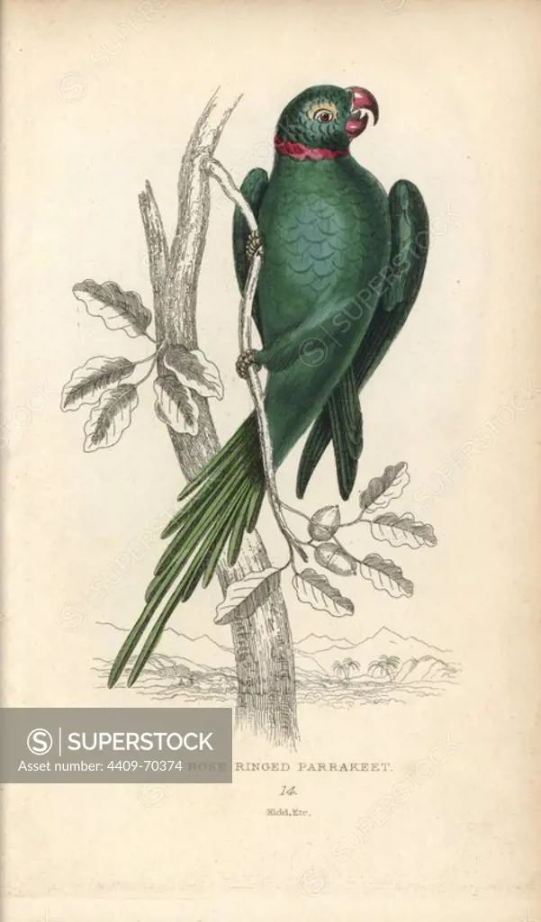 Rose-ringed parakeet, Psittacula krameri. Rose ringed parrakeet, Psittacus torquatus. Hand-coloured steel engraving by Joseph Kidd (after John Audubon) from Sir Thomas Dick Lauder and Captain Thomas Brown's "Miscellany of Natural History: Parrots," Edinburgh, 1833. The Miscellany was intended to be a multi-volume series, but was brought to an abrupt halt after only the second volume on cats when John Audubon complained about the unauthorized use of his illustrations.