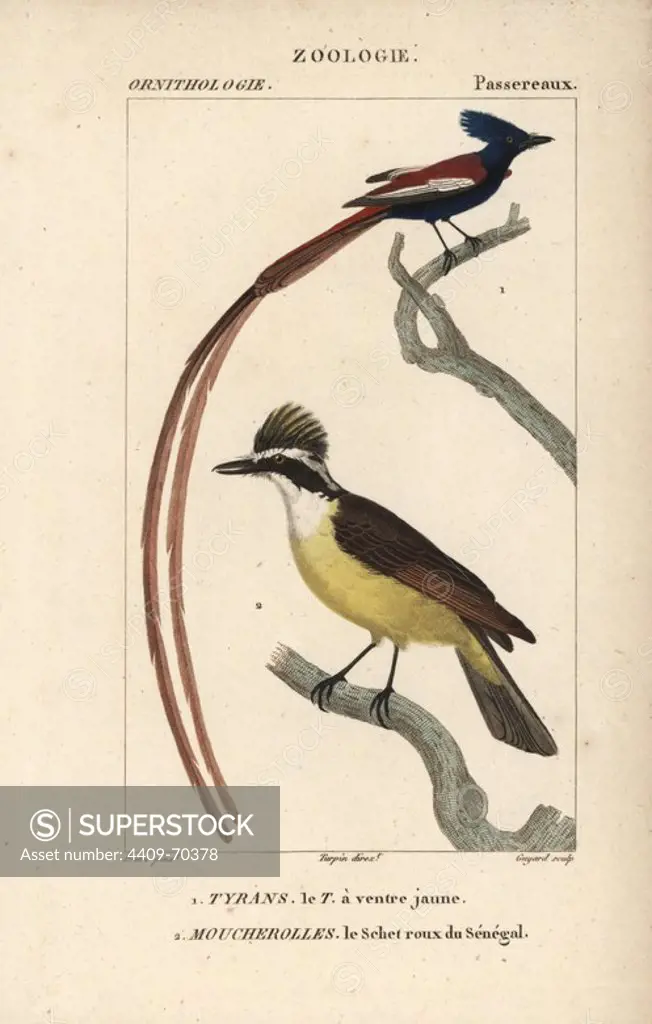 Great kiskadee or kikiwi, Pitangus sulphuratus, and Asian paradise flycatcher, Terpsiphone paradisi. Handcoloured copperplate stipple engraving from Dumont de Sainte-Croix's "Dictionary of Natural Science: Ornithology," Paris, France, 1816-1830. Illustration by J. G. Pretre, engraved by Guyard, directed by Pierre Jean-Francois Turpin, and published by F.G. Levrault. Jean Gabriel Pretre (1780~1845) was painter of natural history at Empress Josephine's zoo and later became artist to the Museum of Natural History. Turpin (1775-1840) is considered one of the greatest French botanical illustrators of the 19th century.