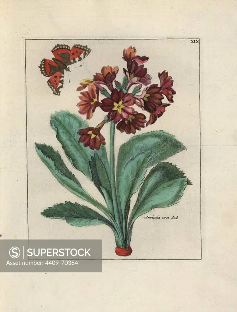 Auricula, Primula auricula, with butterfly. Handcoloured copperplate botanical engraving from "Nederlandsch Bloemwerk" (Dutch Flower Arrangements), Amsterdam, J.B. Elwe, 1794. Illustration copied from a work by one of the outstanding French flower painters of the 17th century, Nicolas Robert (1614-1685), entitled "Variae ac multiformes florum species.. Diverses fleurs," Paris, 1660.