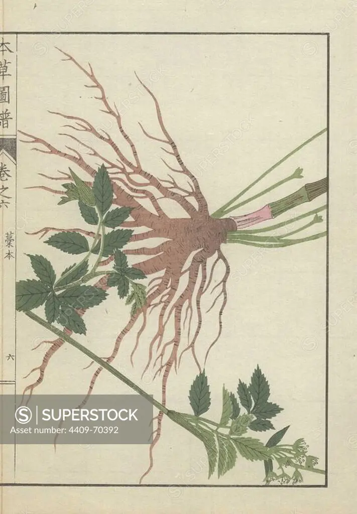 Large root cluster, leaves and stems of the Japanese wild carrot, Nothosmyrnium japonicum. Kouhon.. Colour-printed woodblock engraving by Kan'en Iwasaki from "Honzo Zufu," an Illustrated Guide to Medicinal Plants, 1884. Iwasaki (1786-1842) was a Japanese botanist, entomologist and zoologist. He was one of the first Japanese botanists to incorporate western knowledge into his studies.