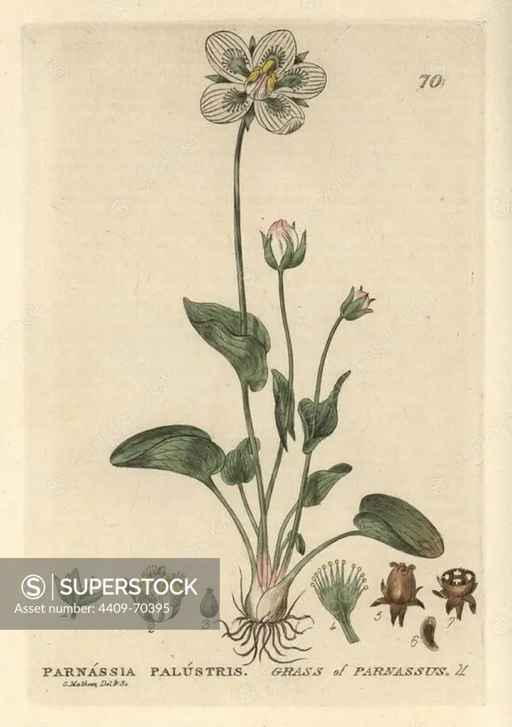Grass of Parnassus, Parnassia palustris. Handcoloured copperplate engraving from a drawing by Charles Mathews from William Baxter's "British Phaenogamous Botany" 1834. Scotsman William Baxter (1788-1871) was the curator of the Oxford Botanic Garden from 1813 to 1854.