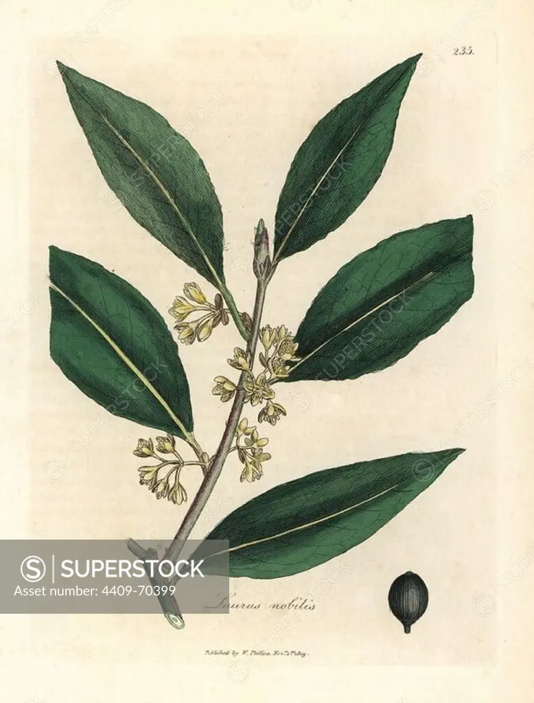 Yellow flowered sweet bay leaves and berry, Laurus nobilis. Handcolored copperplate engraving from a botanical illustration by James Sowerby from William Woodville and Sir William Jackson Hooker's "Medical Botany" 1832. The tireless Sowerby (1757-1822) drew over 2,500 plants for Smith's mammoth "English Botany" (1790-1814) and 440 mushrooms for "Coloured Figures of English Fungi " (1797) among many other works.