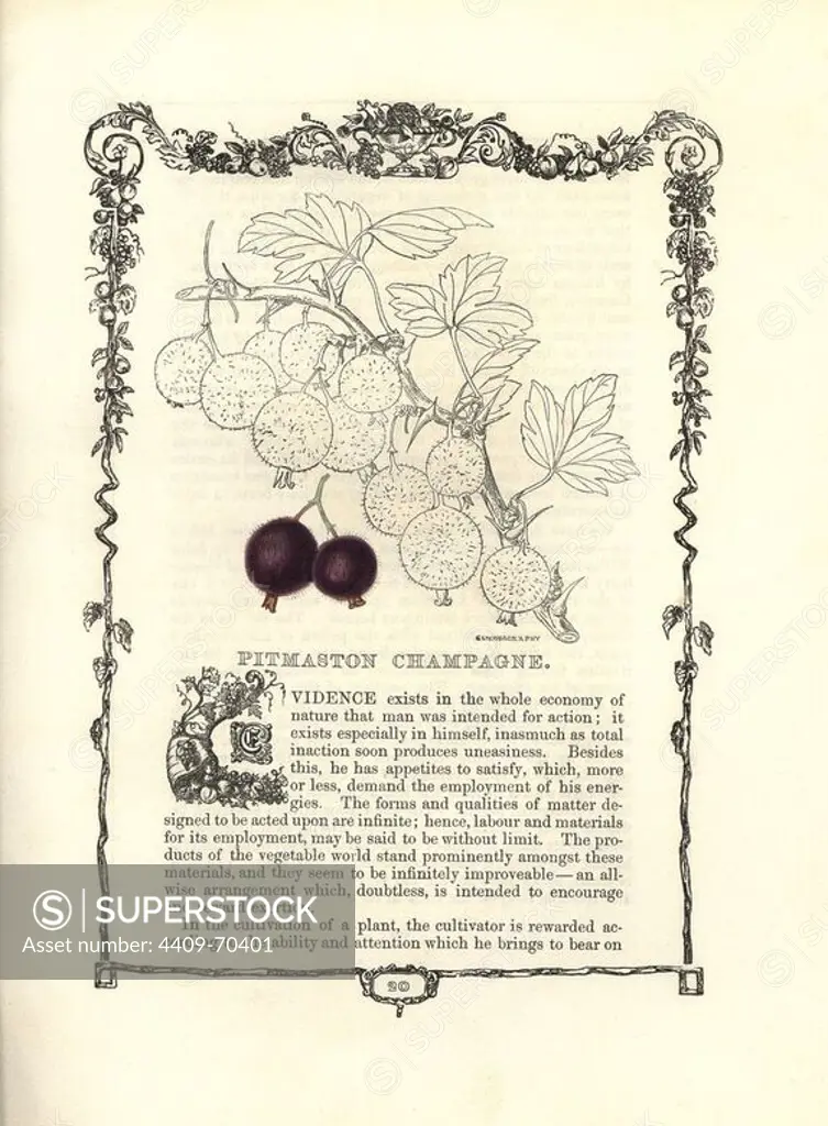 Pitmaston Champagne gooseberry, Ribes uva-crispa, within a Della Robbia ornamental frame with text below. Handcoloured glyphograph from Benjamin Maund's "The Fruitist," London, 1850, Groombridge and Sons. Maund (17901863) was a pharmacist, botanist, printer, bookseller and publisher of "The Botanic Garden" and "The Botanist.".