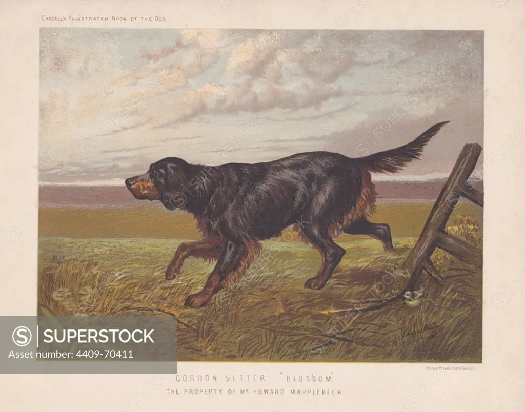 Gordon Setter "Blossom." Original painting by Davis. Fine chromolithograph from Cassell's "Illustrated Book of the Dog" 1881. Author Vero Kemball Shaw (1854-1905) wrote many books about dogs and horses, and encyclopedic guides to kennels, stables and poultry yards.