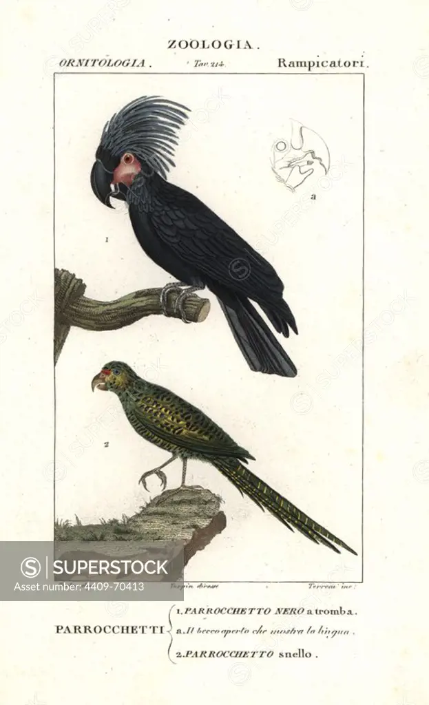 Palm cockatoo, Probosciger aterrimus, and eastern ground parrot, Pezoporus wallicus. Handcoloured copperplate stipple engraving from Antoine Jussieu's "Dictionary of Natural Science," Florence, Italy, 1837. Illustration by J. G. Pretre, engraved by Terreni, directed by Pierre Jean-Francois Turpin, and published by Batelli e Figli. Jean Gabriel Pretre (1780~1845) was painter of natural history at Empress Josephine's zoo and later became artist to the Museum of Natural History. Turpin (1775-1840) is considered one of the greatest French botanical illustrators of the 19th century.