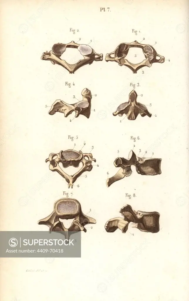 Axis and vertebrae. Handcolored steel engraving by Corbie of a drawing by Corbie from Dr. Joseph Nicolas Masse's "Petit Atlas complet d'Anatomie descriptive du Corps Humain," Paris, 1864, published by Mequignon-Marvis. Masse's "Pocket Anatomy of the Human Body" was first published in 1848 and went through many editions.