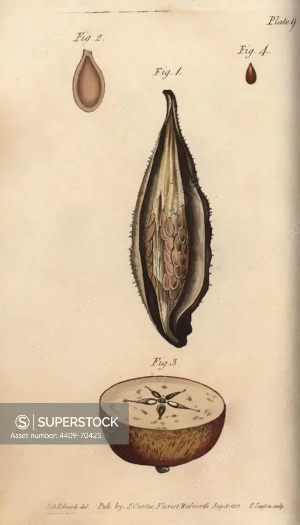 Seed vessel pericarpium of the milkweed Asclepias syriaca (1-2) and apple Malus domestica (3-4). Handcoloured copperplate engraving of a botanical illustration by Sydenham Edwards for William Curtis's "Lectures on Botany, as delivered in the Botanic Garden at Lambeth," 1805. Edwards (1768-1819) was the artist of thousands of botanical plates for Curtis' "Botanical Magazine" and his own "Botanical Register.".