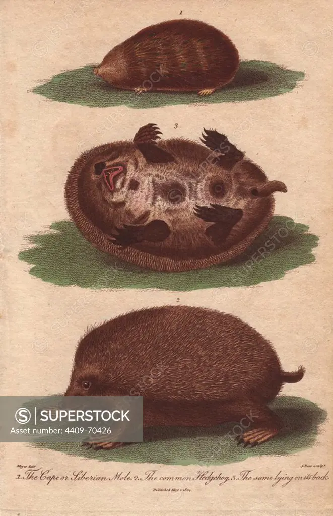 Cape or Siberian Mole and common hedgehog. Erinaceus europaeus, Scapanus townsendii. Hand-colored copperplate engraving from a drawing by Meyer from Ebenezer Sibly's "Universal System of Natural History" 1794. The prolific Sibly published his Universal System of Natural History in 1794~1796 in five volumes covering the three natural worlds of fauna, flora and geology. The series included illustrations of mythical beasts such as the sukotyro and the mermaid, and depicted sloths sitting on the ground (instead of hanging from trees) and a domesticated female orang utan wearing a bandana. The engravings were by J. Pass, J. Chapman and Barlow copied from original drawings by famous natural history artists George Edwards, Albertus Seba, Maria Sybilla Merian, and Johann Ihle.