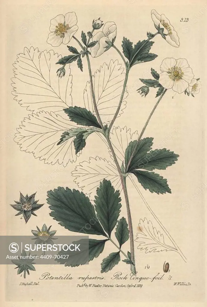 Rock cinquefoil, Potentilla rupestris. Handcoloured copperplate engraved by W. Willis and drawn by Isaac Russell from William Baxter's "British Phaenogamous Botany," Oxford, 1839. Scotsman William Baxter (1788-1871) was the curator of the Oxford Botanic Garden from 1813 to 1854.