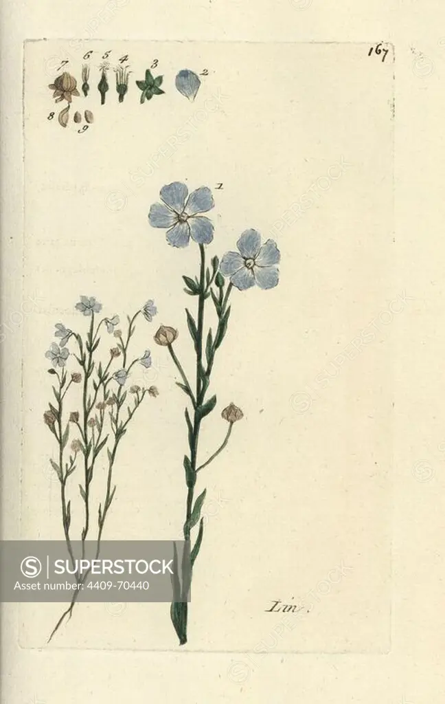 Flax, Linum usitatissimum. Handcoloured botanical drawn and engraved by Pierre Bulliard from his own "Flora Parisiensis," 1776, Paris, P. F. Didot. Pierre Bulliard (1752-1793) was a famous French botanist who pioneered the three-colour-plate printing technique. His introduction to the flowers of Paris included 640 plants.