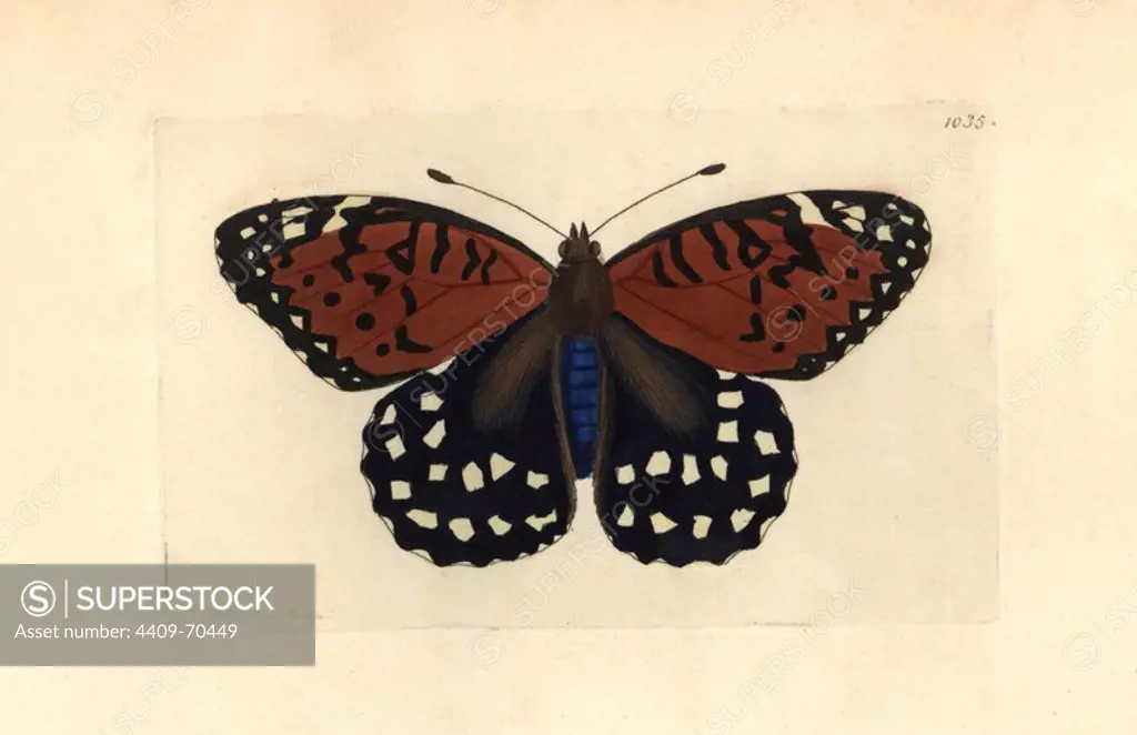 Regal fritillary butterfly, Speyeria idalia. Vulnerable. Illustration drawn and engraved by Richard Polydore Nodder. Handcolored copperplate engraving from George Shaw and Frederick Nodder's "The Naturalist's Miscellany" 1812. Most of the 1,064 illustrations of animals, birds, insects, crustaceans, fishes, marine life and microscopic creatures for the Naturalist's Miscellany were drawn by George Shaw, Frederick Nodder and Richard Nodder, and engraved and published by the Nodder family. Frederick drew and engraved many of the copperplates until his death around 1800, and son Richard (1774~1823) was responsible for the plates signed RN or RPN. Richard exhibited at the Royal Academy and became botanic painter to King George III.