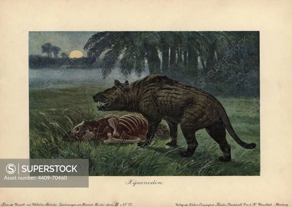 Hyaenodon, extinct genus of carnivorous creodonts. Colour printed (chromolithograph) illustration by Heinrich Harder from "Tiere der Urwelt" Animals of the Prehistoric World, 1916, Hamburg. Heinrich Harder (1858-1935) was a German landscape artist and book illustrator. From a series of prehistoric creature cards published by the Reichardt Cocoa company. Natural historian Wilhelm Bolsche wrote the descriptive text.