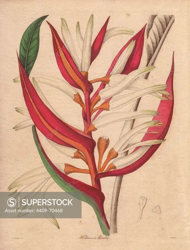 Heliconia bicolor. Two-coloured heliconia, with vivid orange and crimson flowers.. "This new heliconia was sent, 10 or 12 years since, by Baron de Schach from the Brazils to the Botanic Garden at Liverpool.". Illustration drawn by Mrs. Priscilla Bury, and engraved by Nevitt. Benjamin Maund's The Botanist was a five-volume series that introduced 250 new plants from 1836 to 1842. The series is notable for its many female artists: the plates were drawn by Maund's daughters Sarah and Eliza, Augusta Withers, Priscilla Bury, Jane Taylor, Miss R. Mills among others. The other characteristic is partial colouring - many of the finely detailed copperplate engravings are left with part of the flower and leaves uncoloured.