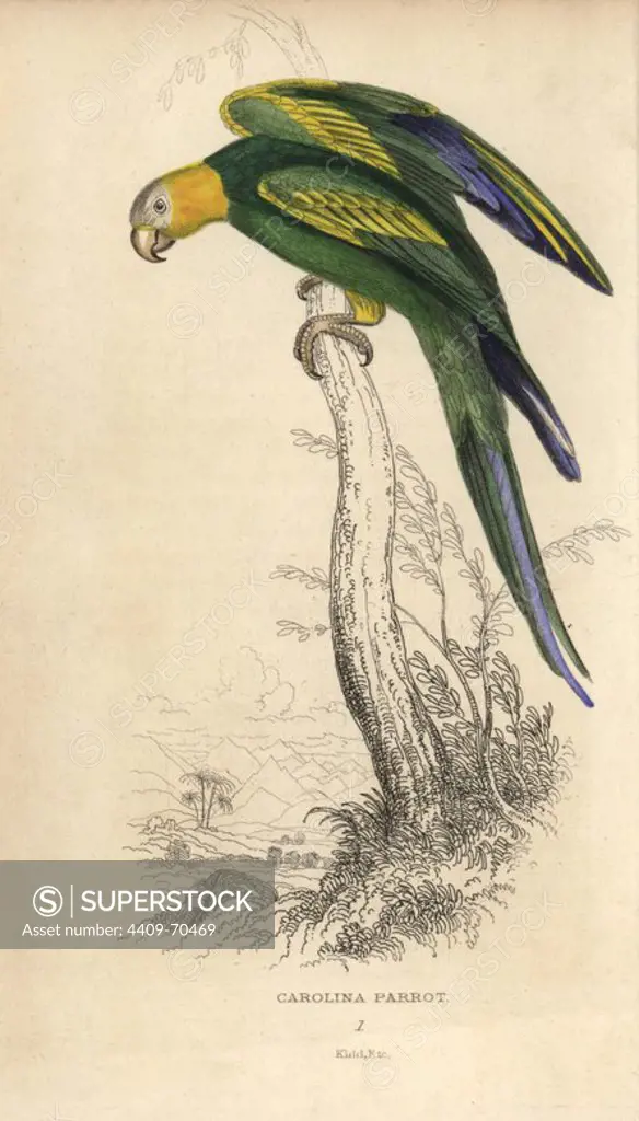Carolina parakeet (Carolina parrot), Conuropsis carolinensis (Psittacus carolinensis). Extinct species of American bird. Hand-coloured steel engraving by Joseph Kidd, (after John Audubon) from Sir Thomas Dick Lauder and Captain Thomas Brown's "Miscellany of Natural History: Parrots," Edinburgh, 1833. The Miscellany was intended to be a multi-volume series, but was brought to an abrupt halt after only the second volume on cats when John Audubon complained about the unauthorized use of his illustrations.