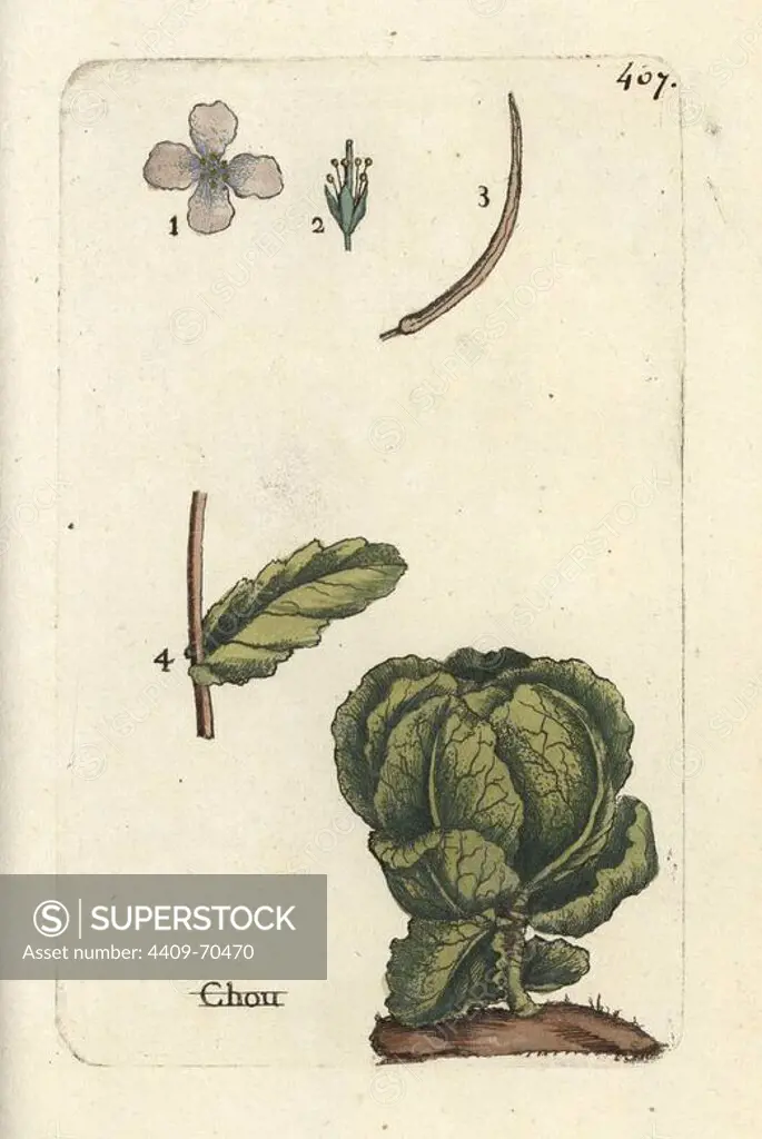 Cabbage, Brassica oleracea capitata. Handcoloured botanical drawn and engraved by Pierre Bulliard from his own "Flora Parisiensis," 1776, Paris, P. F. Didot. Pierre Bulliard (1752-1793) was a famous French botanist who pioneered the three-colour-plate printing technique. His introduction to the flowers of Paris included 640 plants.