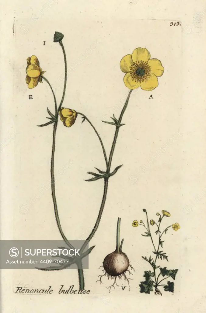St Anthony's turnip or bulbous buttercup, Ranunculus bulbosa. Handcoloured botanical drawn and engraved by Pierre Bulliard from his own "Flora Parisiensis," 1776, Paris, P. F. Didot. Pierre Bulliard (1752-1793) was a famous French botanist who pioneered the three-colour-plate printing technique. His introduction to the flowers of Paris included 640 plants.