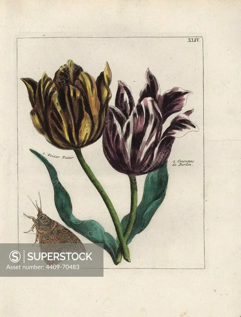 Tulip varieties, Keizer Pieter and Couronne de Berlin, Tulipa gesneriana, with moth. Handcoloured copperplate botanical engraving from "Nederlandsch Bloemwerk" (Dutch Flower Arrangements), Amsterdam, J.B. Elwe, 1794. The artist of the fine plates is a mystery: the title bouquet has the signature of Paul Theodor van Brussel (1754-1795), the Dutch flower painter, and one auricula is "drawn from life" by A. Bres. According to Hunt, 30 plates show the influence of the famous French artist Nicolas Robert (1614-1685).