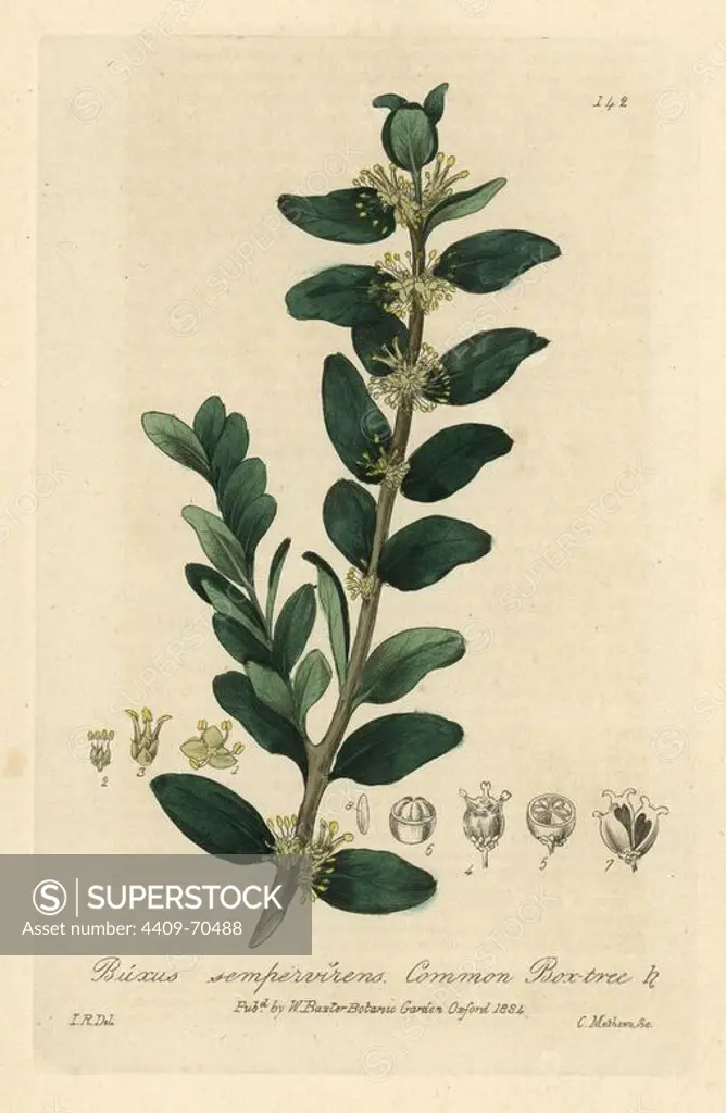 Box tree, Buxus sempervirens. Handcoloured copperplate engraving by Charles Mathews of a drawing by Isaac Russell from William Baxter's "British Phaenogamous Botany" 1835. Scotsman William Baxter (1788-1871) was the curator of the Oxford Botanic Garden from 1813 to 1854.