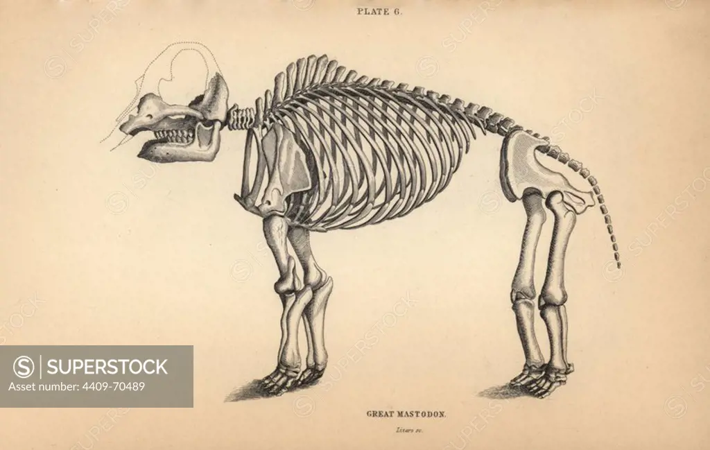 Fossil skeleton of the great mastodon, Mammut americanum, extinct. Engraving on steel by William Lizars from Sir William Jardine's "Naturalist's Library: Mammalia, Pachydermes or Thick-Skinned Quadrupeds" published by W. H. Lizars, Edinburgh, 1836.